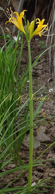   Plant (Leafless stage)-Scape with Umbel